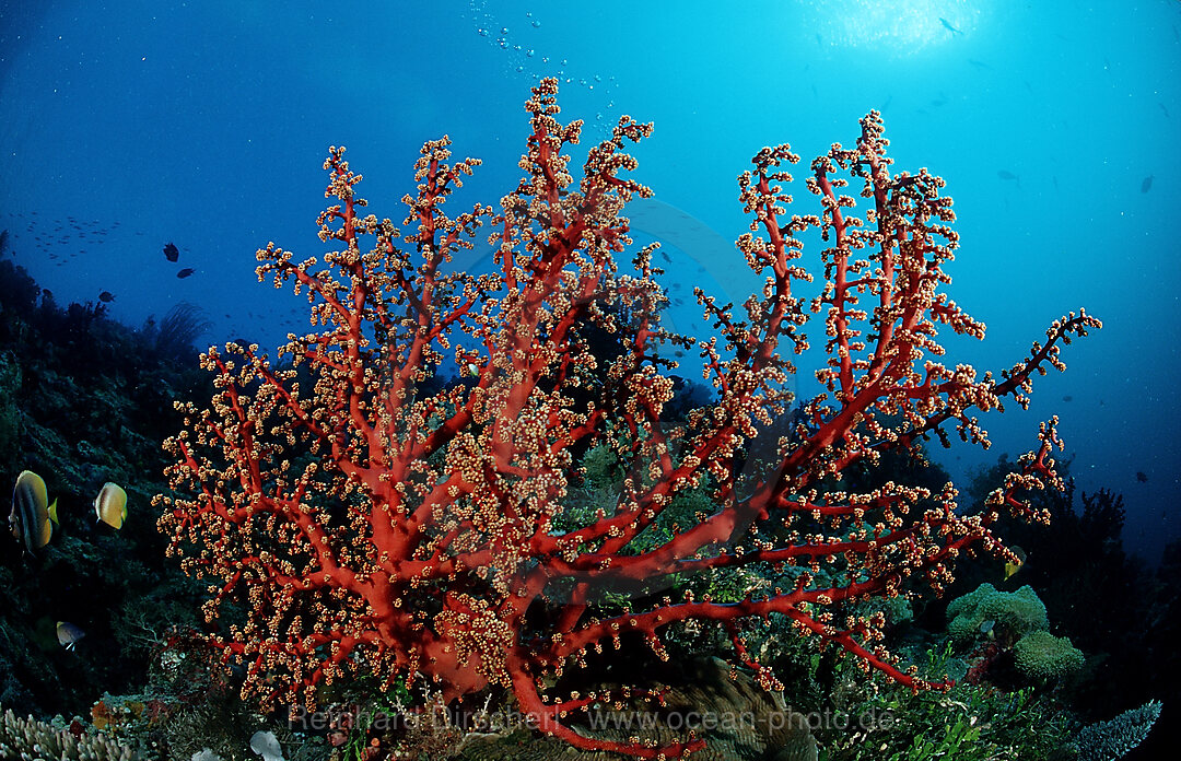 Farbenpraechtiges Korallenriff, Wakatobi Dive Resort, Sulawesi, Indischer Ozean, Bandasee, Indonesien