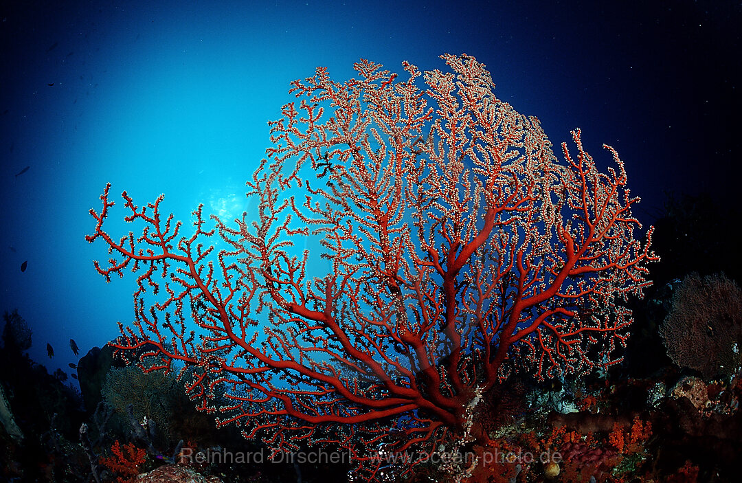 Two-colored sea fan, Plexaura sp., Wakatobi Dive Resort, Sulawesi, Indian Ocean, Bandasea, Indonesia