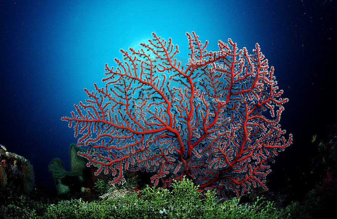 Two-colored sea fan