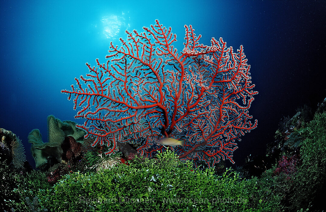 Two-colored sea fan
