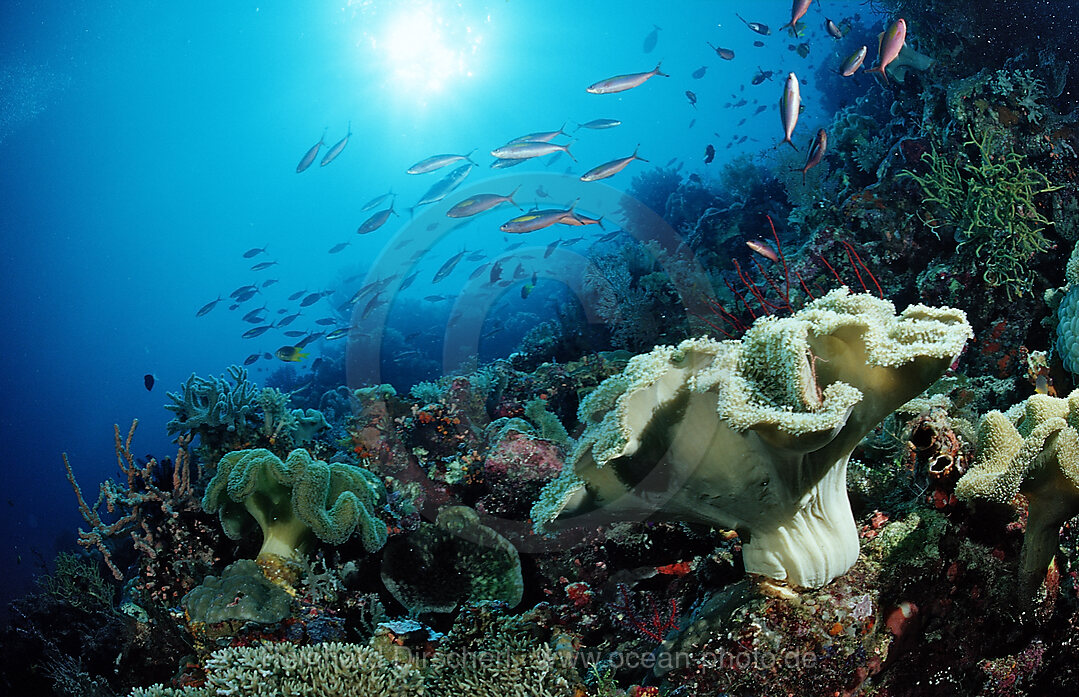 Farbenpraechtiges Korallenriff, Raja Ampat, Irian Jaya, West Papua, Indischer Ozean, Indonesien