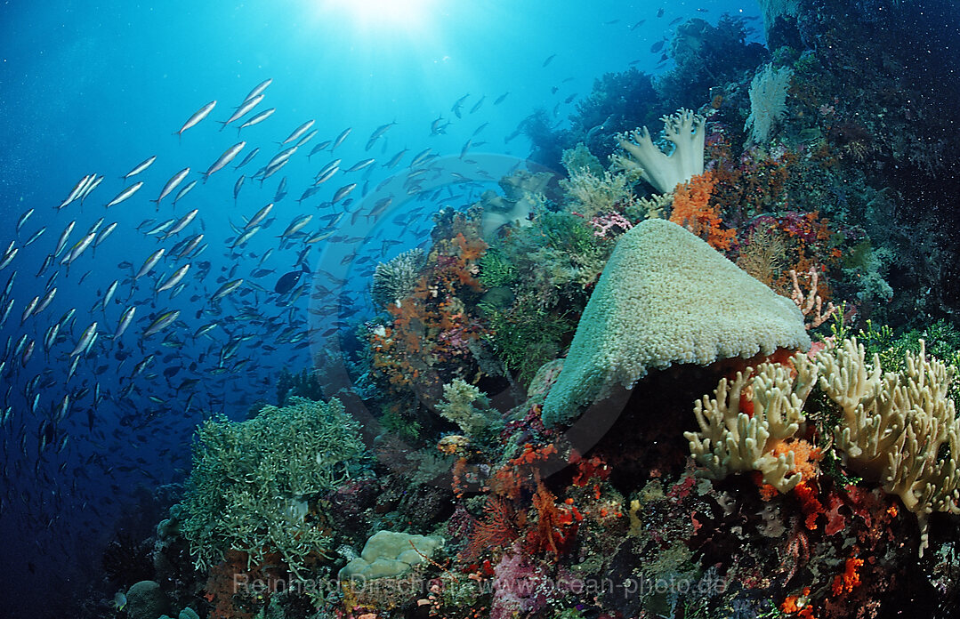 Colourful coral reef