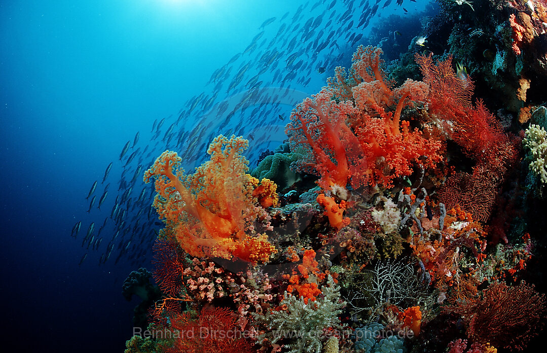 Colourful coral reef