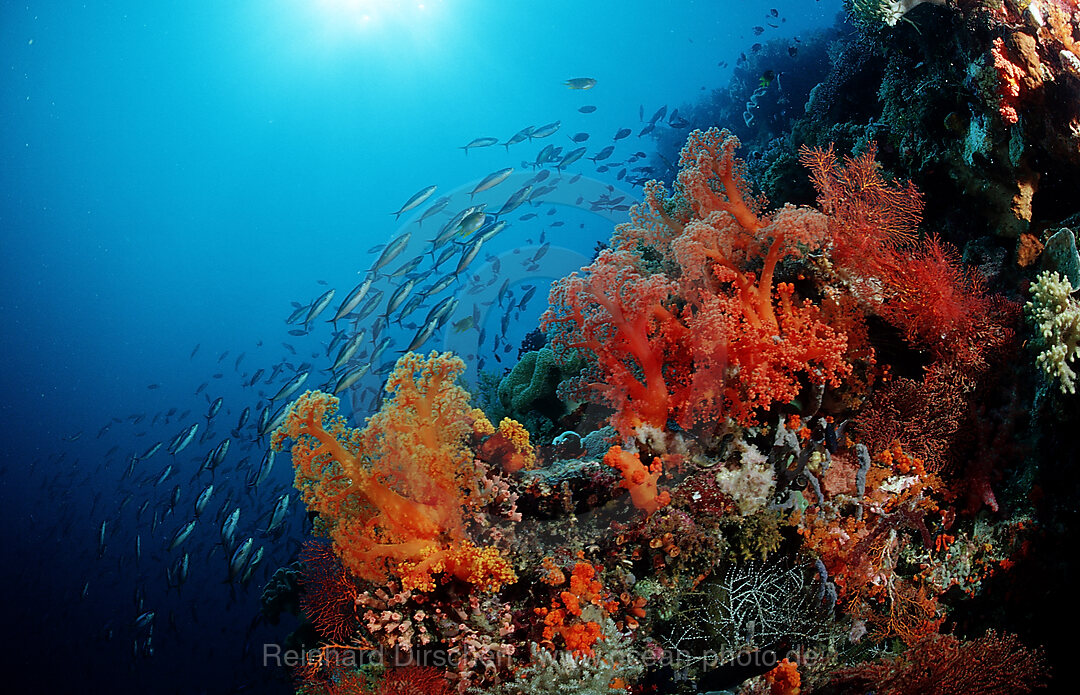 Colourful coral reef
