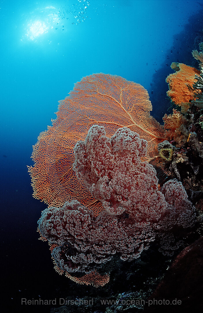 Colourful coral reef