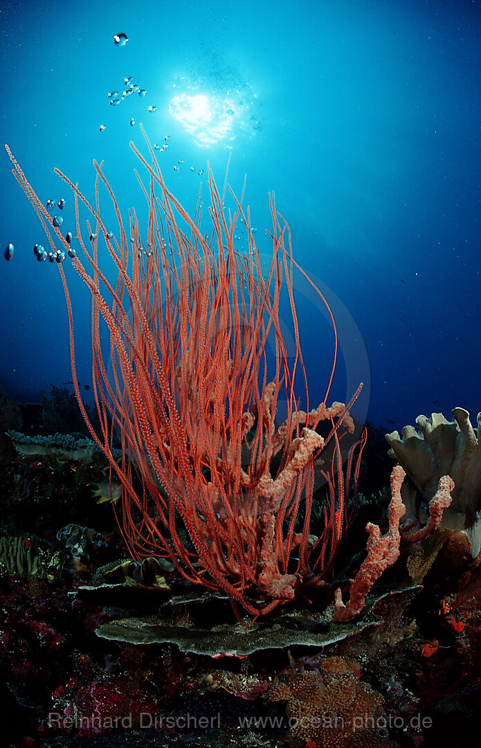 Colourful coral reef