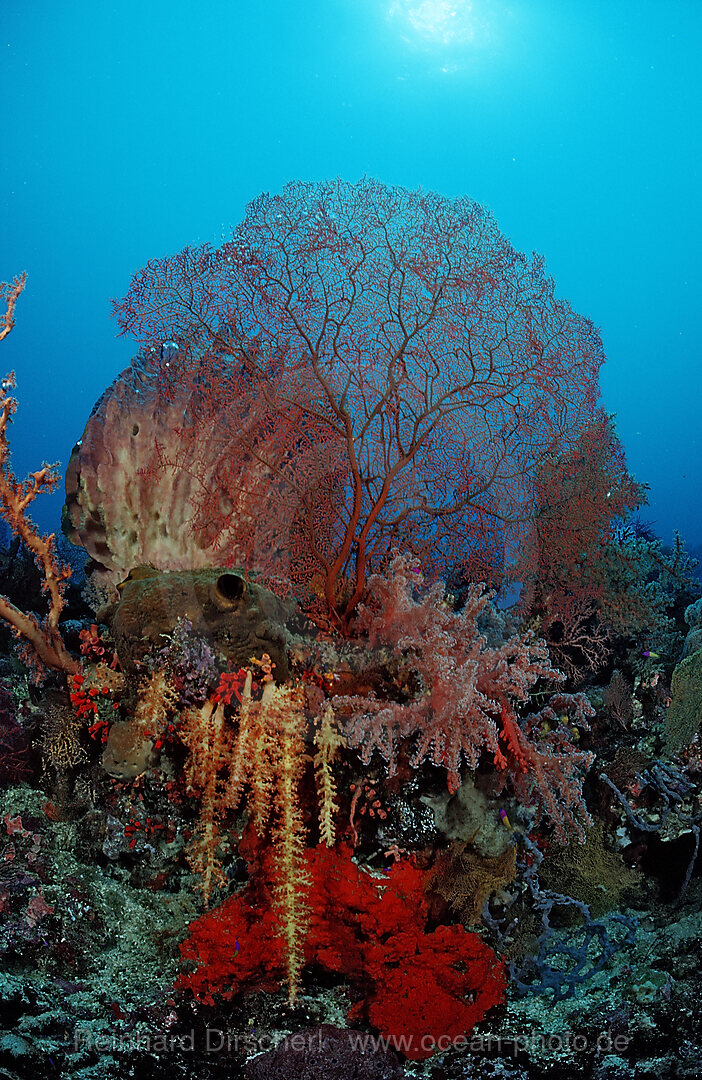 Colourful coral reef