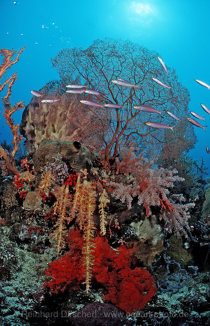 Farbenpraechtiges Korallenriff und Fuesiliere, Wakatobi Dive Resort, Sulawesi, Indischer Ozean, Bandasee, Indonesien