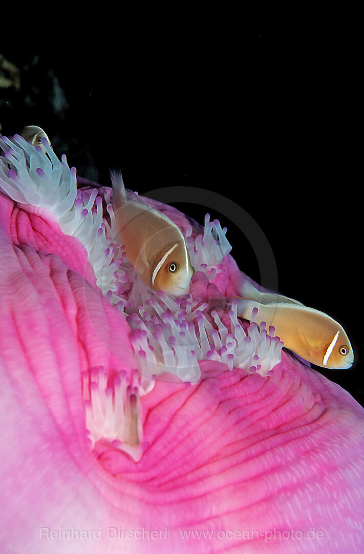 Halsband-Anemonenfisch, Amphiprion perideraion, Raja Ampat, Irian Jaya, West Papua, Indischer Ozean, Indonesien