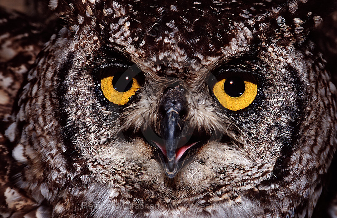 European Eagle Owl
