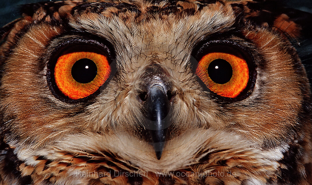 European Eagle Owl