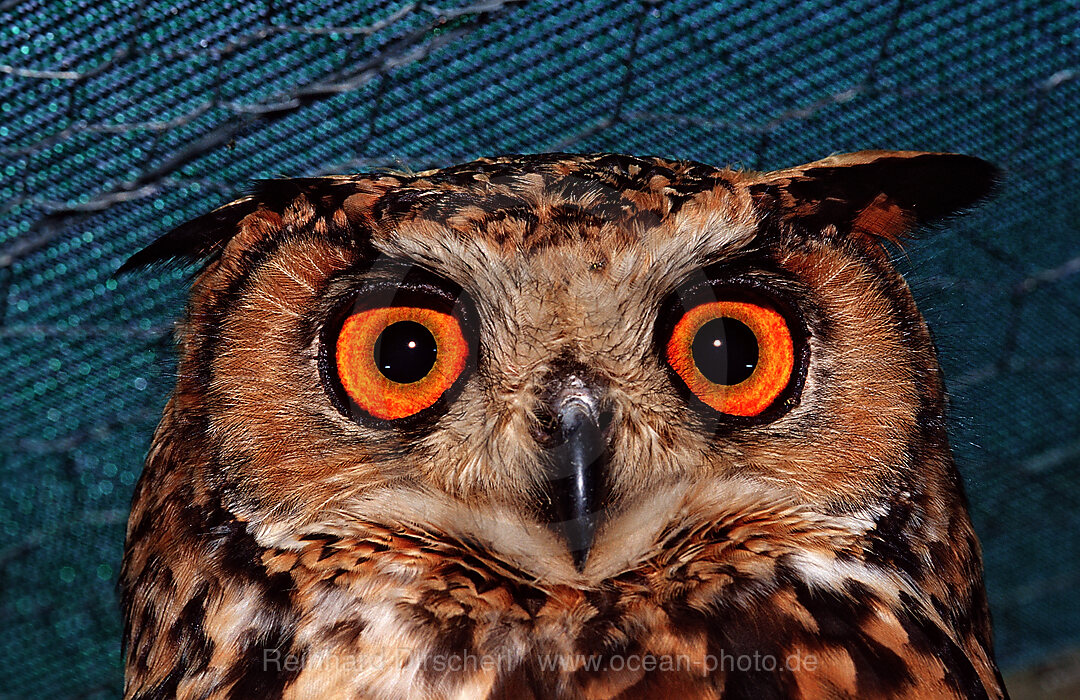 European Eagle Owl, Bubo bubo, Addo Elephant National Park, South Africa