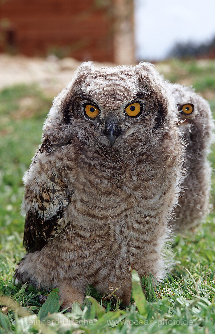 Young European Eagle Owl