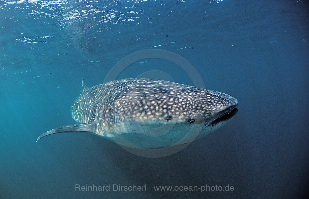 Whale shark