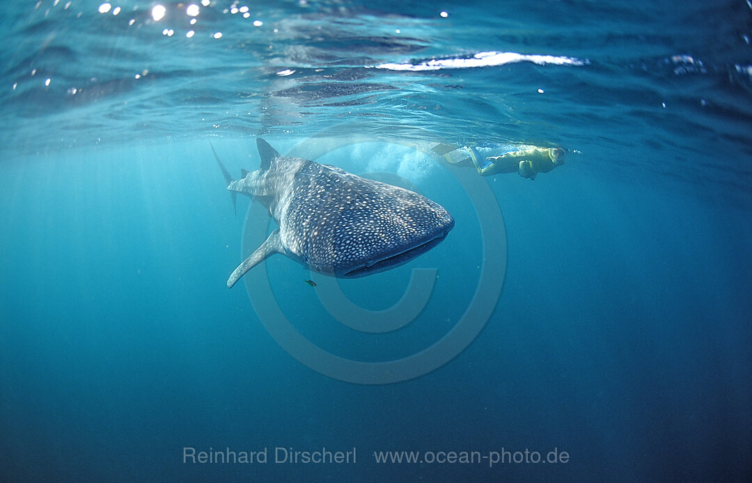 Female snorkeler swims with Whale shark