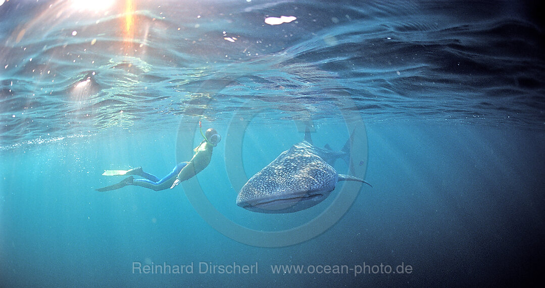 Female snorkeler swims with Whale shark
