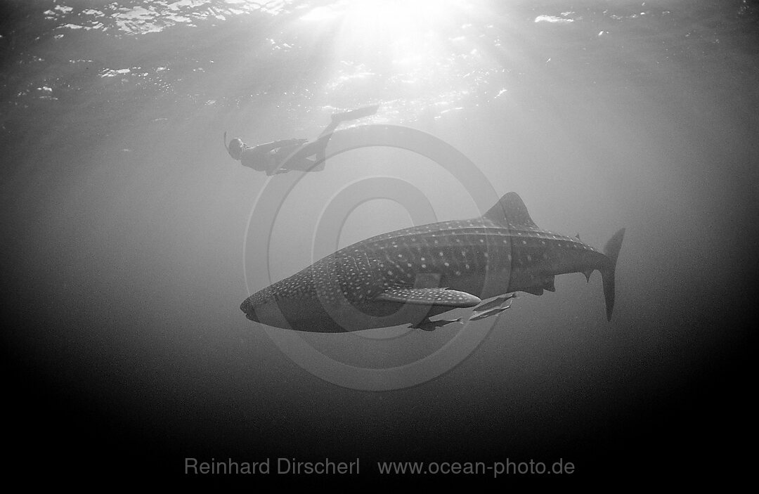 Walhai und Schnorchler, Rhincodon thypus, Ningaloo Riff, Indischer Ozean, Australien, Westaustralien