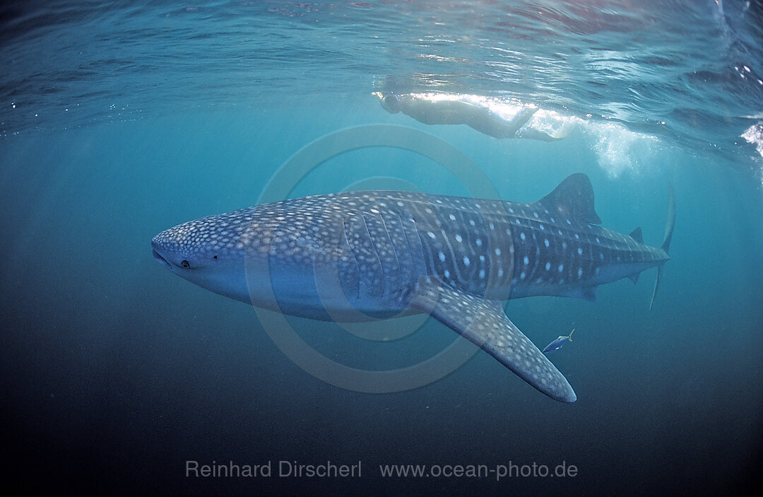 Female snorkeler swims with Whale shark