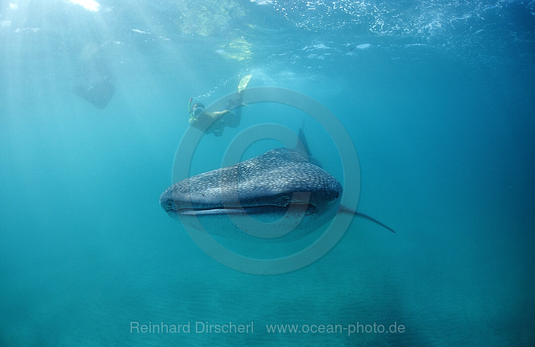 Female snorkeler swims with Whale shark, Rhincodon thypus, Indian Ocean, Seychelles, Africa