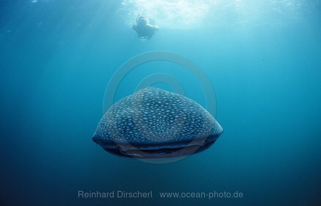 Female snorkeler swims with Whale shark