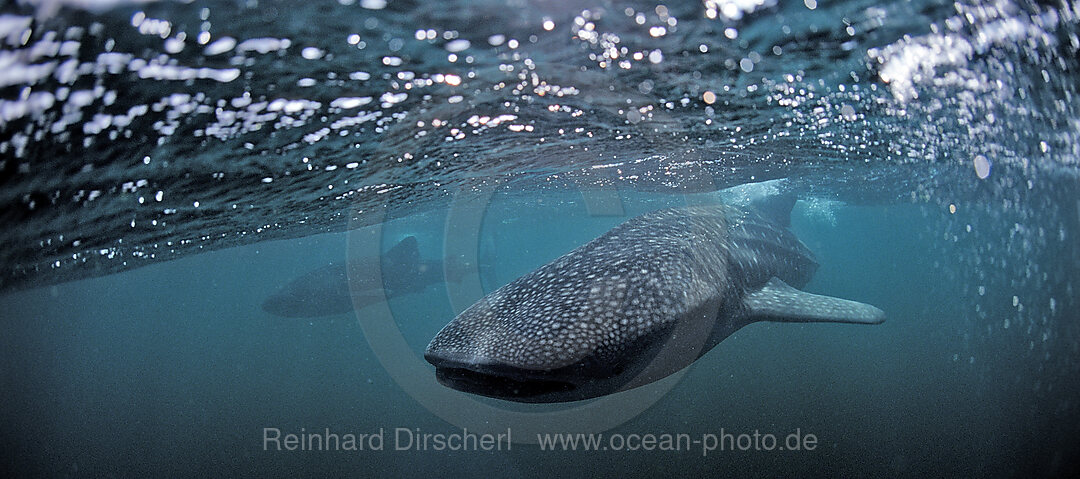 Two Whale sharks, Rhincodon thypus, Indian Ocean, Seychelles, Africa