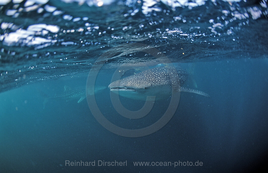 Two Whale sharks, Rhincodon thypus, Indian Ocean, Thailand, Asia