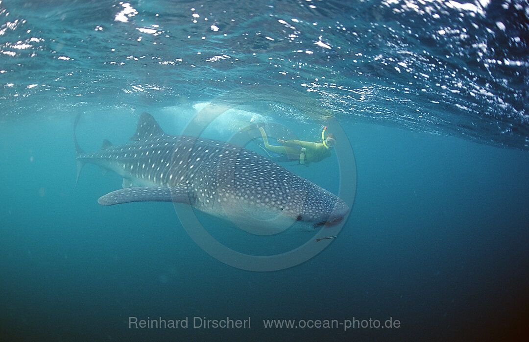 Walhai und Schnorchler, Rhincodon thypus, Indischer Ozean, Thailand, Asien