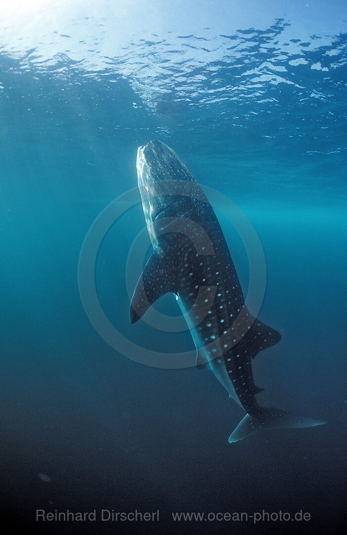 Fressender Walhai, Rhincodon thypus, Indischer Ozean, Thailand, Asien