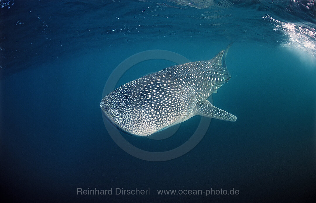 Walhai, Rhincodon thypus, Indischer Ozean, Mauritius, Afrika