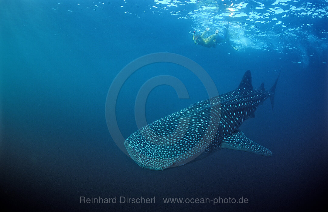 Walhai und Schnorchler, Rhincodon thypus, Indischer Ozean, Palau, Mikronesien