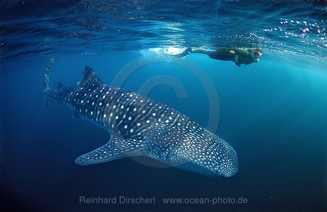 Walhai und Schnorchler, Rhincodon thypus, Indischer Ozean, Palau, Mikronesien