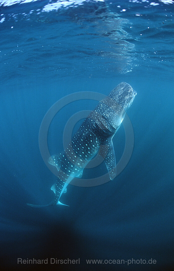 Fressender Walhai, Rhincodon thypus, Indischer Ozean, Reunion, La Runion, Frankreich