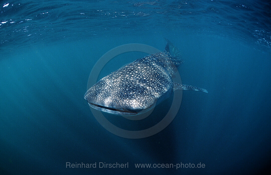 Walhai, Rhincodon thypus, Indischer Ozean, Malediven