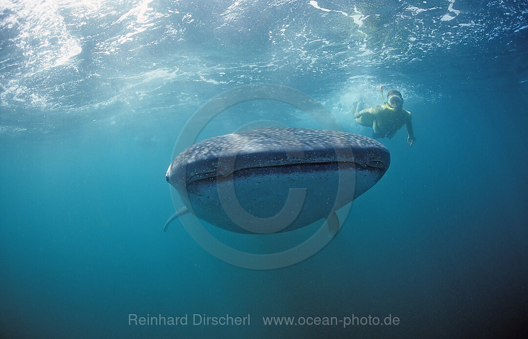 Female snorkeler swims with Whale shark