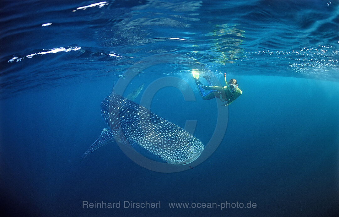 Walhai und Schnorchler, Rhincodon thypus, Indischer Ozean, Malediven