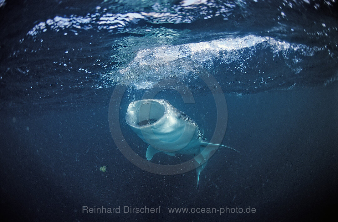 Fressender Walhai, Rhincodon thypus, Ningaloo Riff, Indischer Ozean, Australien, Westaustralien