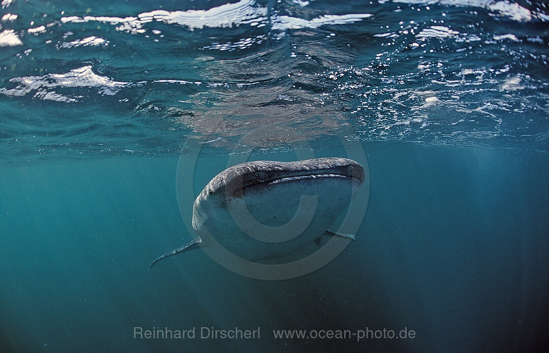 Whale shark