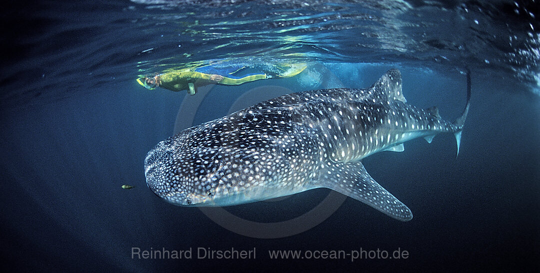 Walhai und Schnorchler, Rhincodon thypus, Indischer Ozean, Malediven