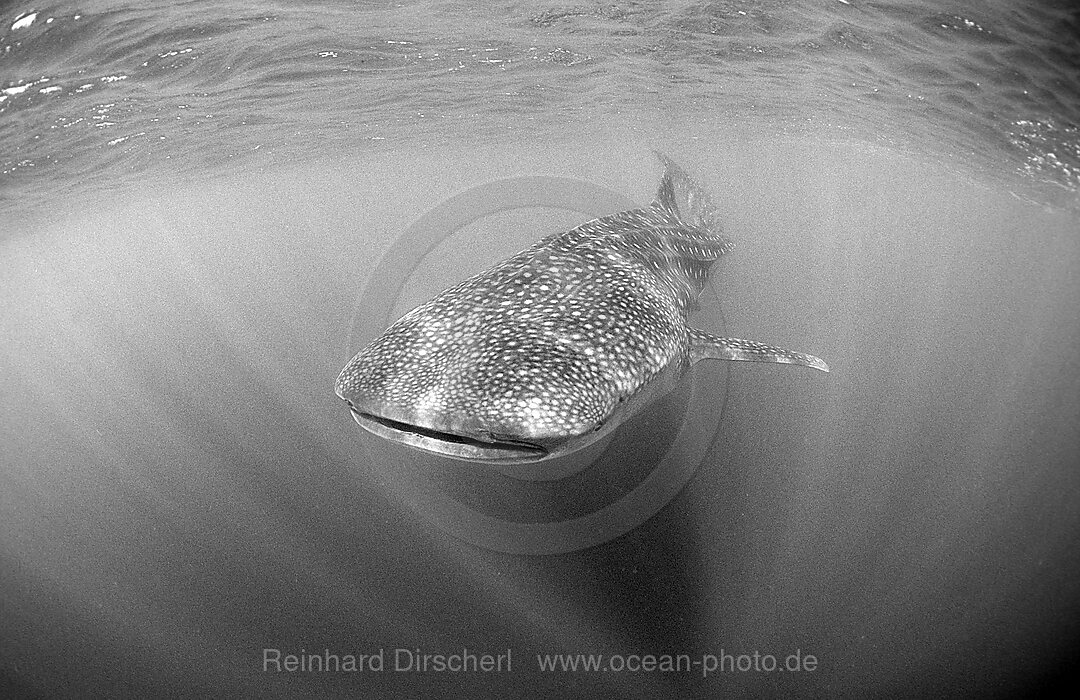 Walhai, Rhincodon thypus, Indischer Ozean, Malediven