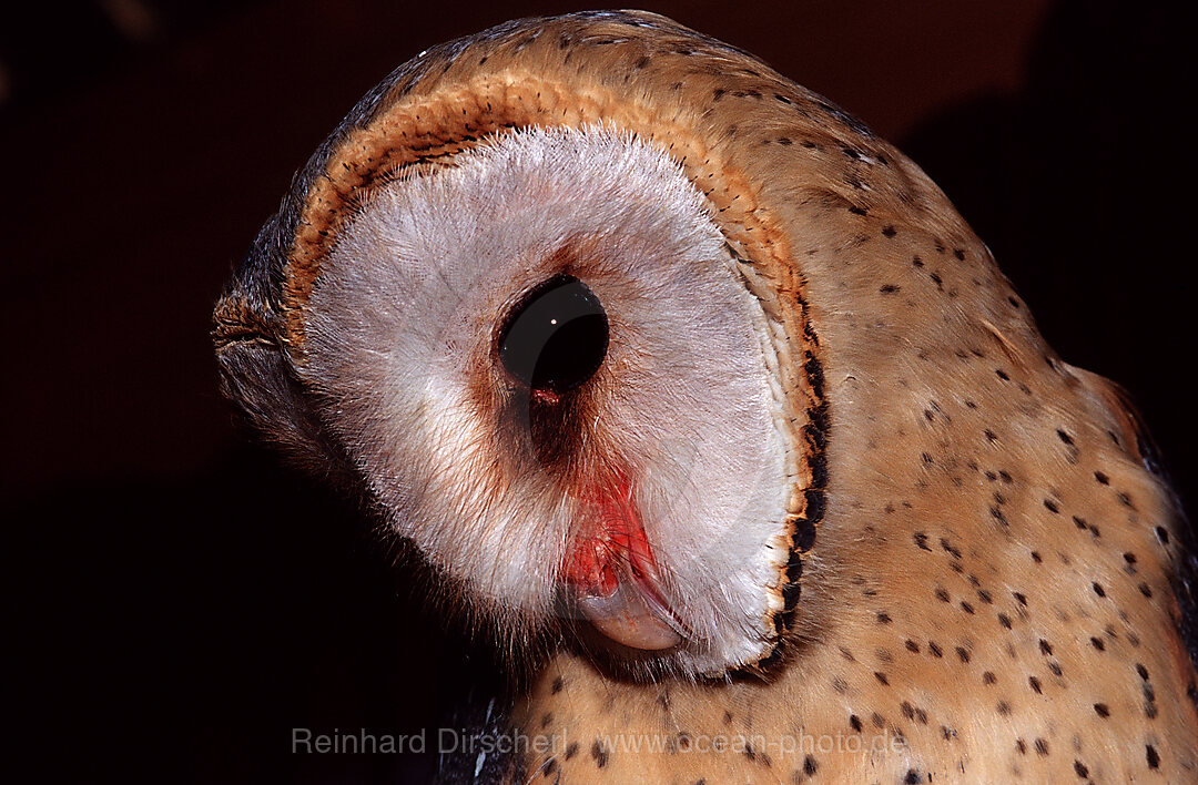 Barn owl, Tyto alba, Addo Elephant National Park, South Africa