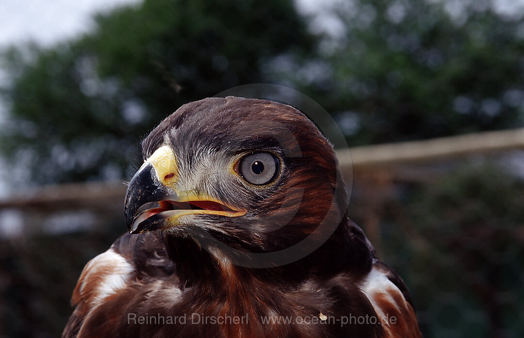 Jackal Buzzard
