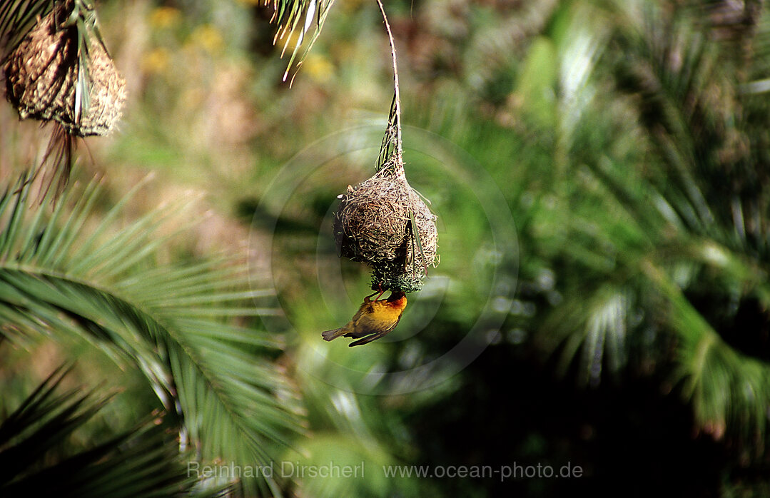 Cape weaver