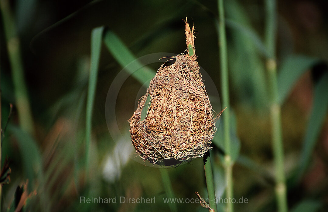 Nest of a Cape weaver