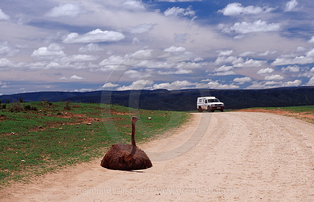 South African Ostrich, Struthio camelus australis, Addo Elephant National Park, South Africa