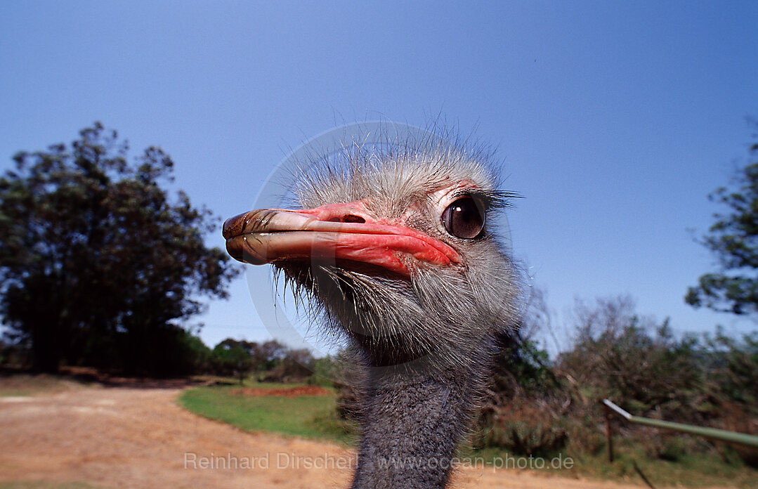 Suedafrikanischer Strauss, Struthio camelus australis, Addo Elefanten Nationalpark, Sdafrika, Suedafrika