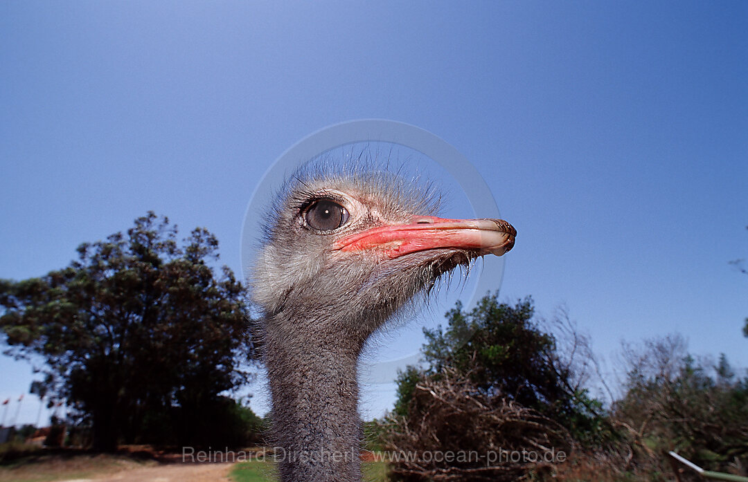 South African Ostrich, Struthio camelus australis, Addo Elephant National Park, South Africa