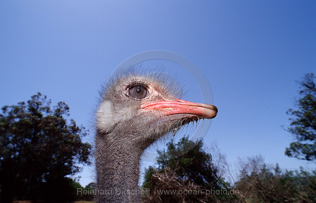 Suedafrikanischer Strauss, Struthio camelus australis, Addo Elefanten Nationalpark, Sdafrika, Suedafrika