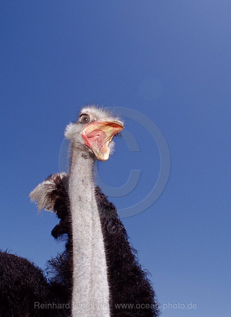 Suedafrikanischer Strauss, Struthio camelus, Krueger, Nationalpark, Krueger, Sdafrika, Suedafrika