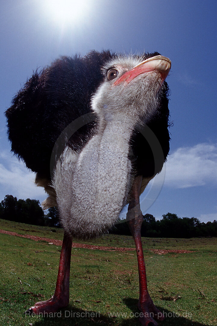 Suedafrikanischer Strauss, Struthio camelus australis, Addo Elefanten Nationalpark, Sdafrika, Suedafrika