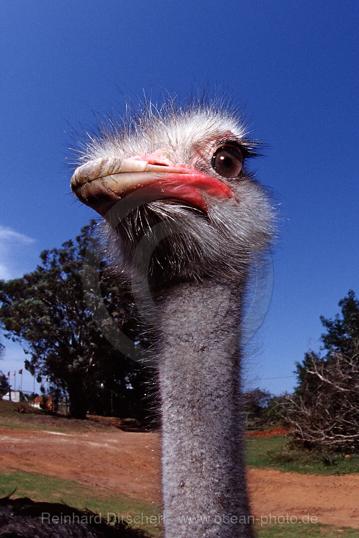 South African Ostrich, Struthio camelus australis, Addo Elephant National Park, South Africa